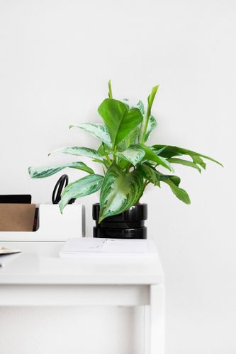 AGLAONEMA SILVER BAY 50cm na Arena.pl