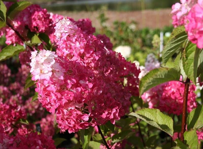 Hortensja Bukietowa Melba Fraise 30-50cm Najpiękniejsza na Arena.pl