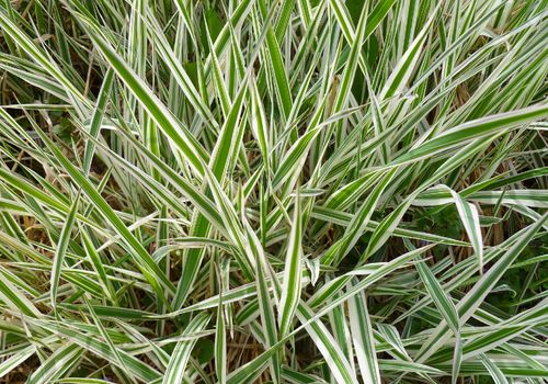 Turzyca Morrowa 'Ice Dance' (Carex morrowii) Doniczka 2.0L na Arena.pl