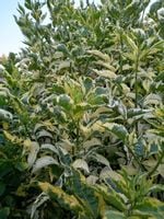 Bez czarny Madonna złocisty krzew przetwory soki