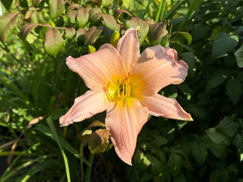 Liliowiec 'Winsome Lady' Jasnoróżowy Delikatny (Hemerocallis) Doniczka 2.0L na Arena.pl
