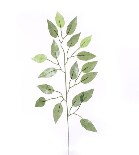 Benjamin gałązka z listkami na Arena.pl