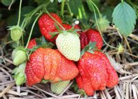 Truskawka Sadzonki Truskawek PANDORA późna SŁODKA