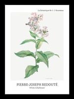 Plakat 13x18cm Design White Gillyflower, Redoute Vintage do Salonu