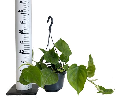 FILODENDRON SCANDENS  30 cm na Arena.pl