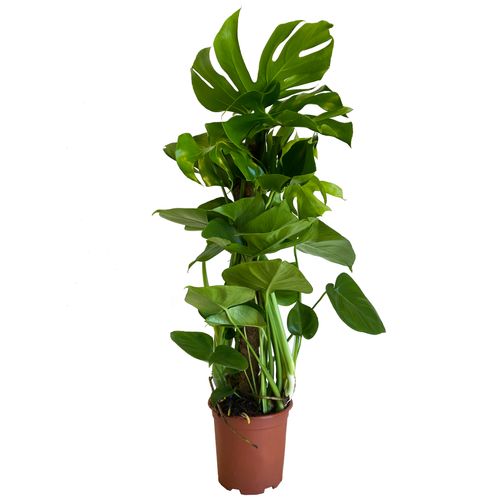 Monstera DZIURAWA DELICIOSA 85 cm na Arena.pl