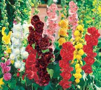 NASIONA Kwiatów Malwa Ogrodowa Mieszanka MIX 1g Kwiaty Malwy 420205