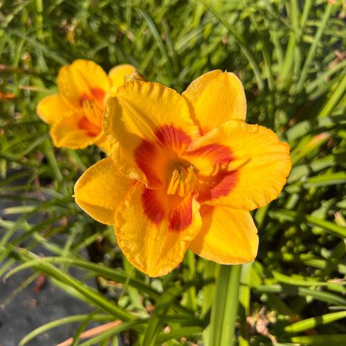 Liliowiec 'Fooled Me' (Hemerocallis) P13 na Arena.pl