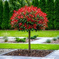 GŁOGOWNIK na pniu RED ROBIN ZIMOZIELONY 100/120 cm