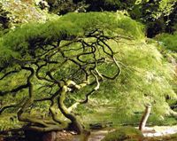 KLON PALMOWY ZIELONY SADZONKA DUŻA ORGINAŁ 160 cm