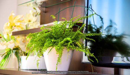 Podpora doniczkowa [2173], ELGarden na Arena.pl