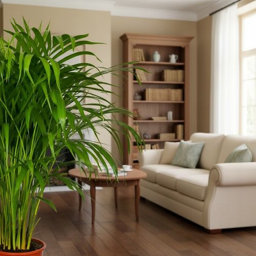 Areka palma Areca Dypsis czyści powietrze Wys. 70cm Zimoodporne na Arena.pl