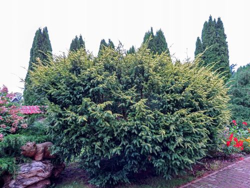 Cis pospolity 'Elegantissima' (Taxus baccata) Doniczka 2.5L na Arena.pl