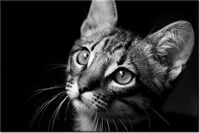 product-compare-58693693