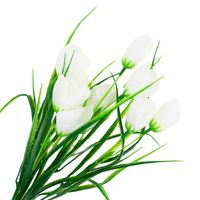 TULIPAN BUKIET 5 KWIATÓW TULIPANÓW BIAŁE W TRAWIE