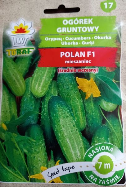 Ogórek Polan F1 taśma 7 m 70 nasion zdjęcie 3