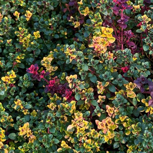 Macierzanka cytrynowa 'Sambesi' (Thymus x citriodorus) na Arena.pl