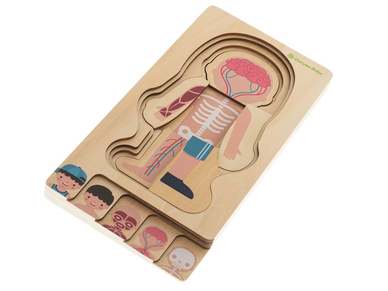 Puzzle drewniane warstwowe budowa ciała montessori chłopiec zdjęcie 5
