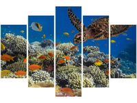 OBRAZ PODWODNA NATURA