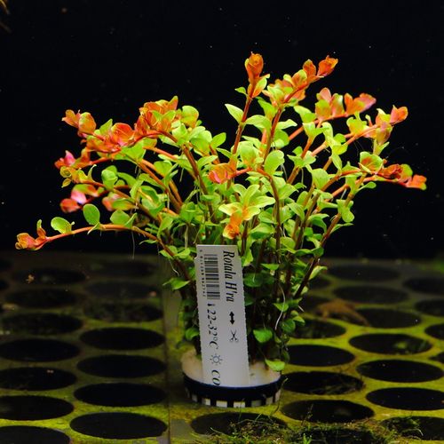 Rośliny do akwarium Rotala H'Ra PIĘKNA RARYTAS na Arena.pl