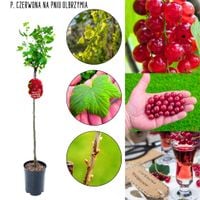 Czerwona Porzeczka Olbrzymia zdrowa NA PNIU 80-120 cm