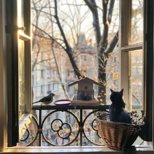 Karmnik dla ptaków na balkon Impregnowany SOLIDNY Poidło - Producent na Arena.pl