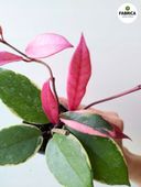 Hoya / Hoja carnosa Flamingo dream