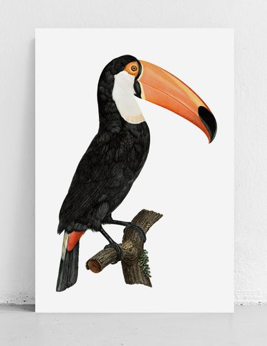 Plakat tukan ptak vintage 21x29,7 cm A4 na Arena.pl