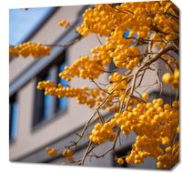 Obraz 50x50cm Złote Jagody