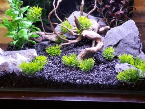 Aranżacja do Akwarium Łupek Drzewiasty Czarny 5kg na Arena.pl