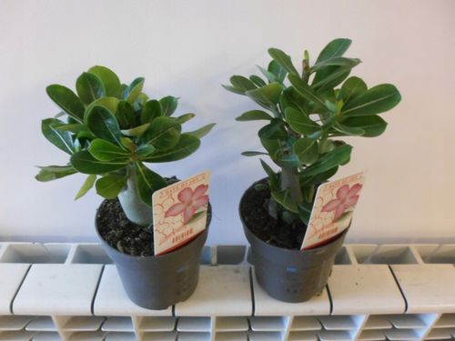 Róża Pustyni Adenium Picotee P10 na Arena.pl