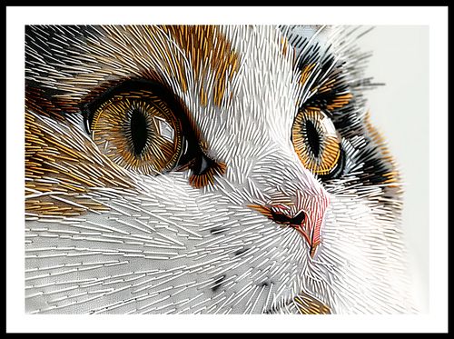 Plakat 70x50cm Nitkowany Kot na Arena.pl