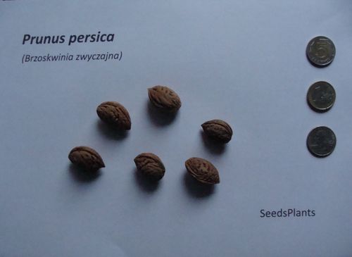 BRZOSKWINIA ZWYCZAJNA Prunus persica NASIONA 250 sztuk - 1kg. na Arena.pl