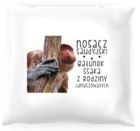 Poduszka z nosaczem -  Nosacz saudyjski