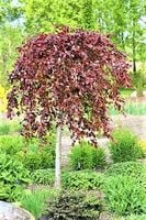 BRZOZA Czerwona szczepiona na pniu Purpurowa - sadzonki 130 / 150 cm