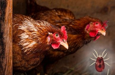 ZIEMIA OKRZEMKOWA dla Kur DIATOMIT 2x10 kg Choroby Ptaszyniec Pasożyty na Arena.pl