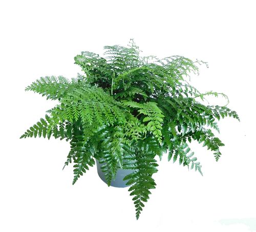 ASPLENIUM PARVATI paproć  55 cm na Arena.pl
