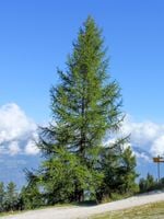 MODRZEW EUROPEJSKI Larix decidua NASIONA 2000 sztuk - 10g.