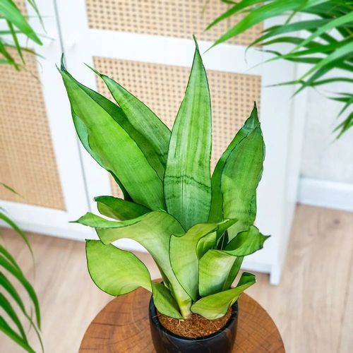 Sansevieria'Moonshine' KSIĘŻYCOWA PIĘKNOŚĆ Sansewieria Wytrzymały na Arena.pl