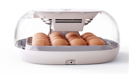 INKUBATOR DO JAJEK AUTOMATYCZNY KLUJNIK WYLĘGARKA WYLĘGARNIA DO 16 JAJ na Arena.pl
