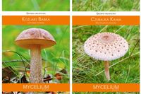 KOŹLARZ BABKA + CZUBAJKA KANIA pakiet 2 sztuk grzybni