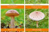 KOŹLARZ BABKA + CZUBAJKA KANIA pakiet 2 sztuk grzybni