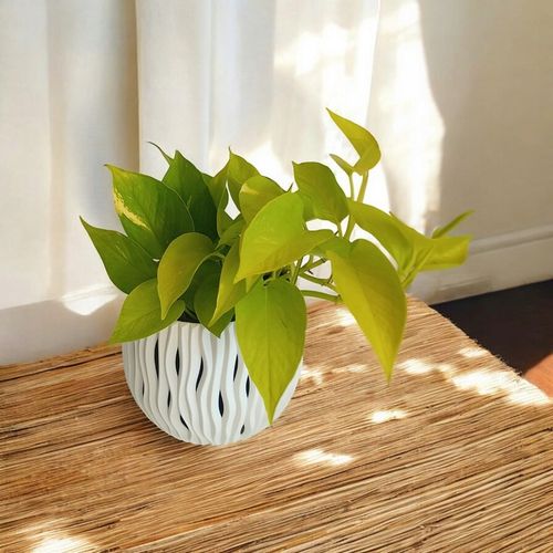 Epipremnum Golden Pothos Neon Żółty Gold Złocisty Scindaptus Epiprenium na Arena.pl