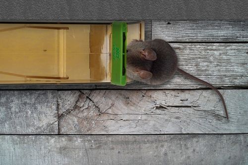 HUMANITARNY CHWYTACZ ŻYWOŁAPKA ŁAPKA PUŁAPKA NA MYSZY GRYZONIE NO PEST na Arena.pl