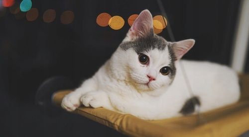 Hamak dla kota do okna – legowisko 55×35, idealne do obserwacji na Arena.pl