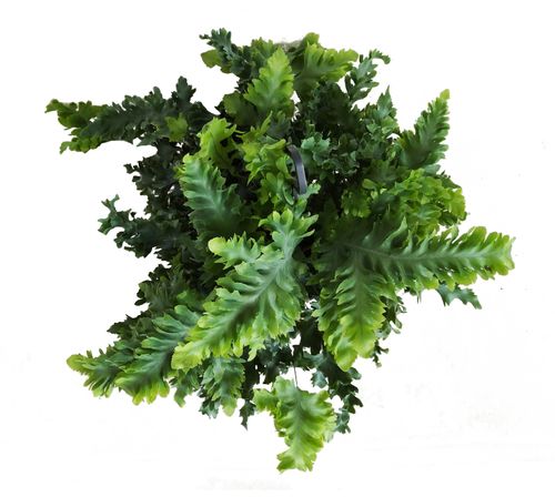 PAPROĆ  PHLEBODIUM DAVANA 50cm na Arena.pl