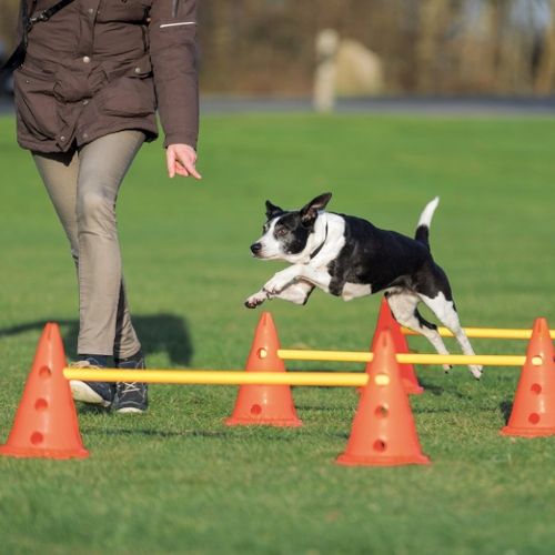 Trixie Tor przeszkód dla Psa Zestaw treningowy Dog Activity Agility na Arena.pl