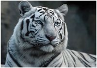 Fototapeta Na Flizelinie Do Sypialni Salonu Tygrys 400x280