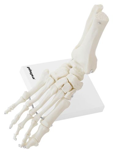 Staw skokowy - model anatomiczny Physa PHY-FM-2 na Arena.pl