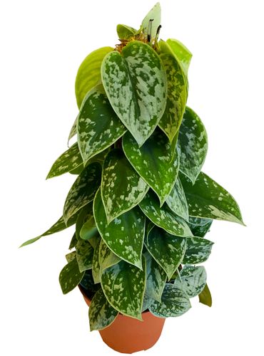 SCINDAPSUS SILVERY ANN pnącze 45 cm na Arena.pl